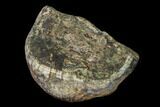 Partial, Fossil Stegodon Molar - Indonesia #149733-3